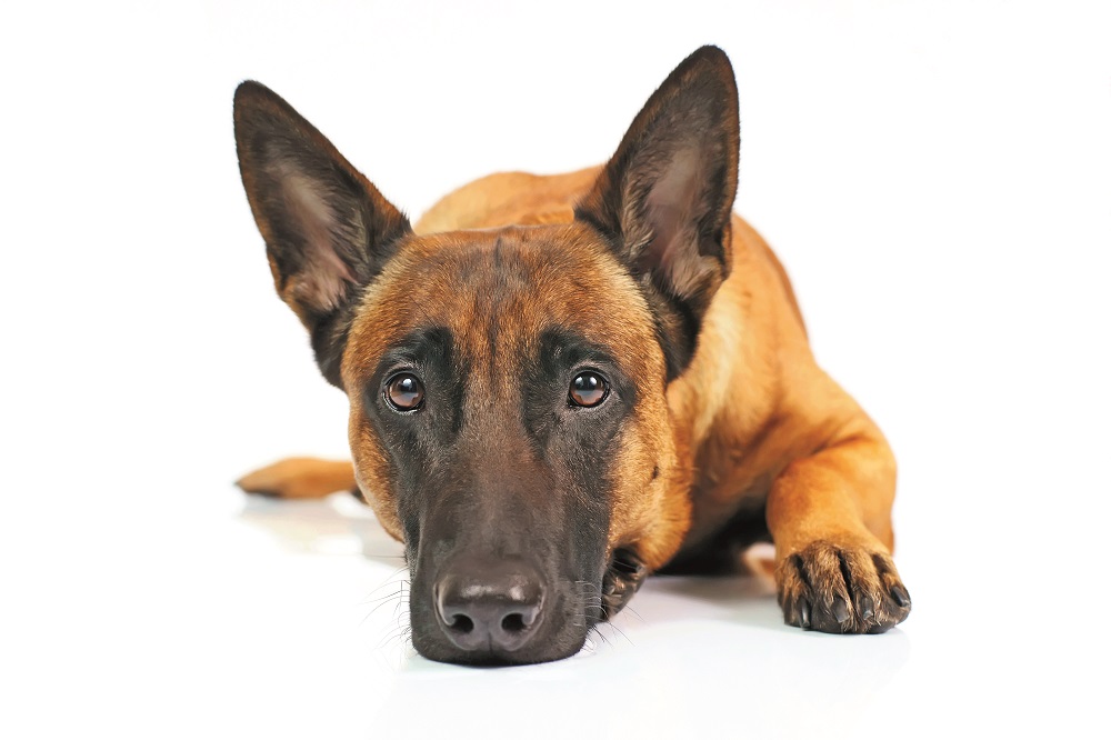 Un Pastore Belga Malinois disteso per terra