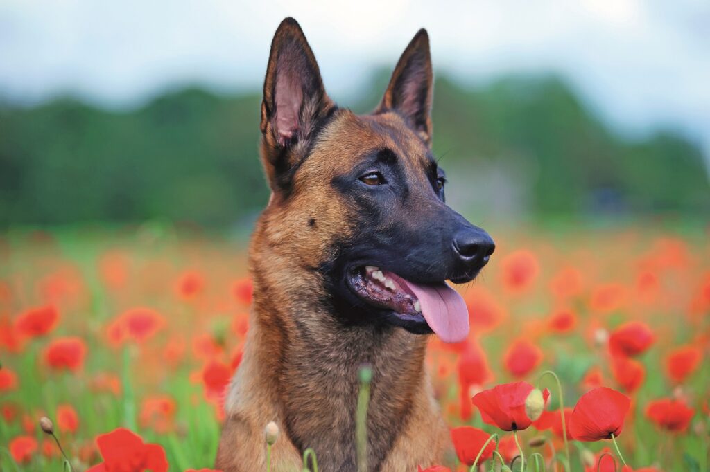 Pastore Belga Malinois