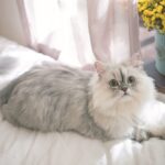 Un gatto Persiano disteso sul letto
