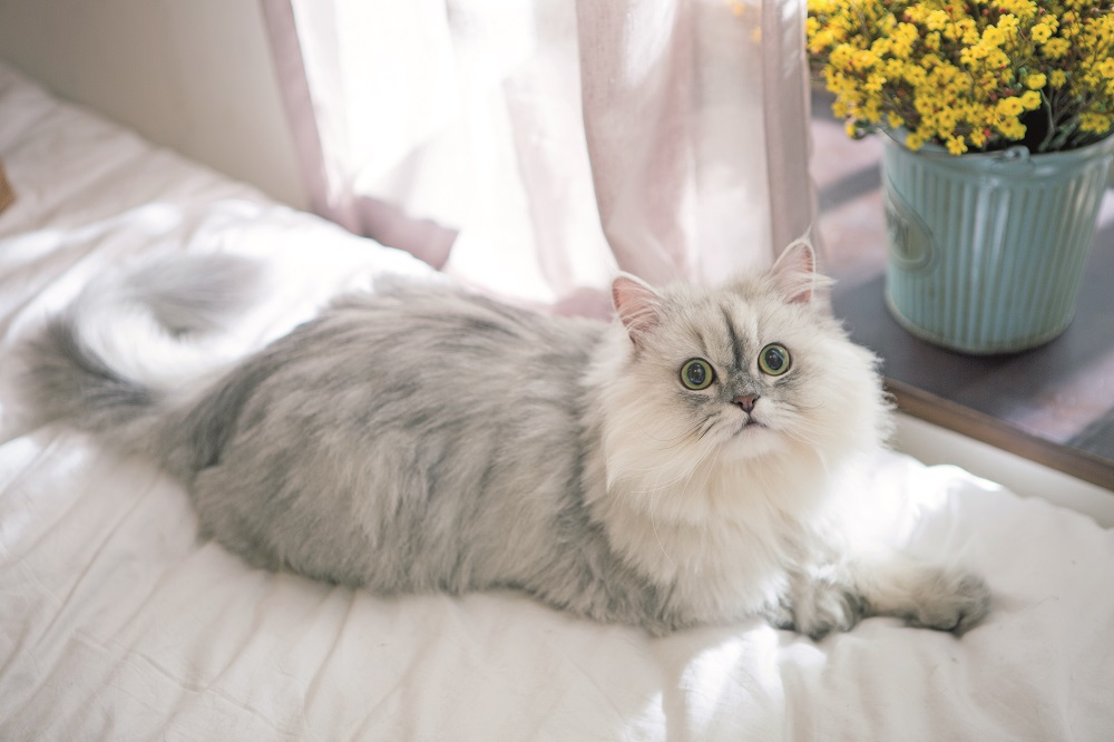 Un gatto Persiano disteso sul letto