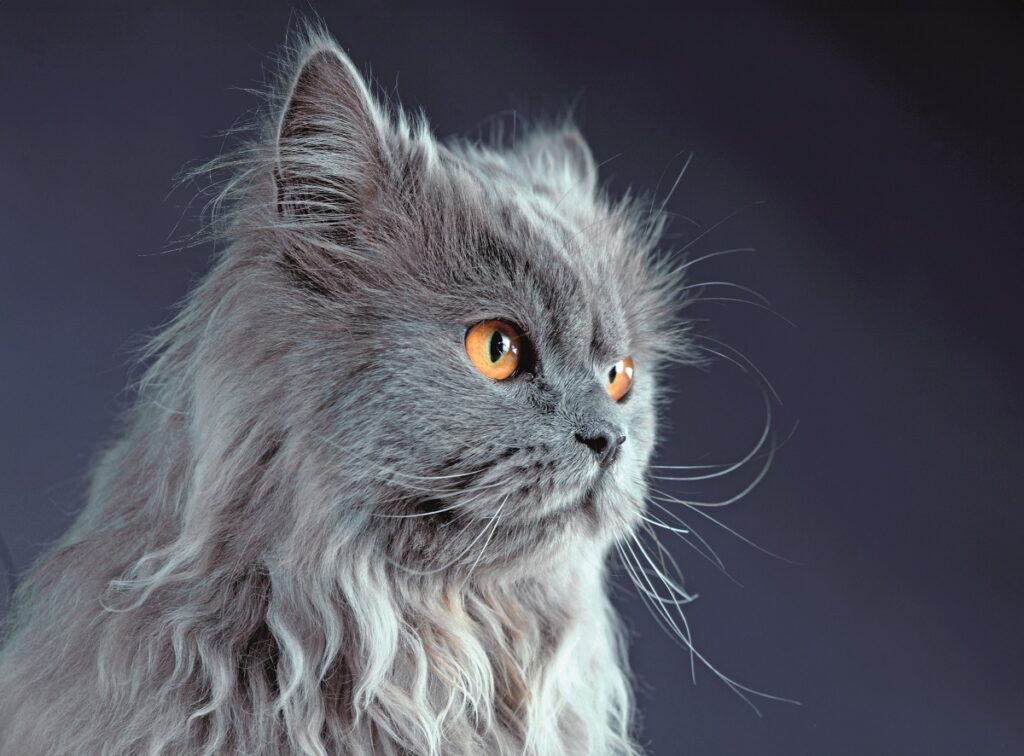 Persiano