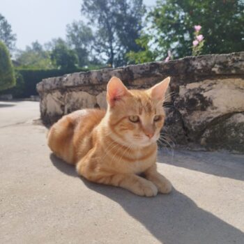 Carica e Vota - Ottobre 2025