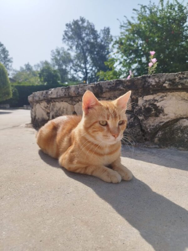 Carica e Vota - Ottobre 2025