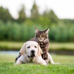 Un cane e un gatto giocano in un prato: come intervenire in caso di problemi intestinali nei pet