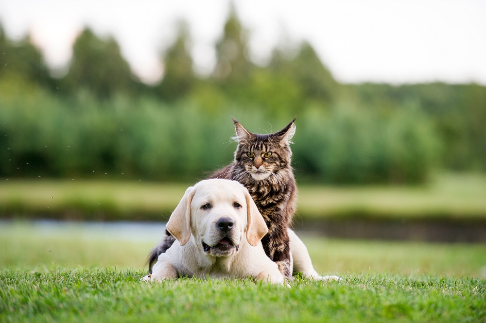 Un cane e un gatto giocano in un prato: come intervenire in caso di problemi intestinali nei pet