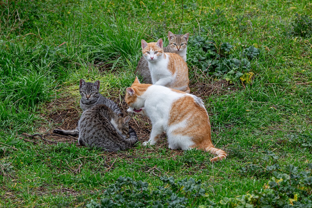 Un gruppo di gatti di una colonia felina
