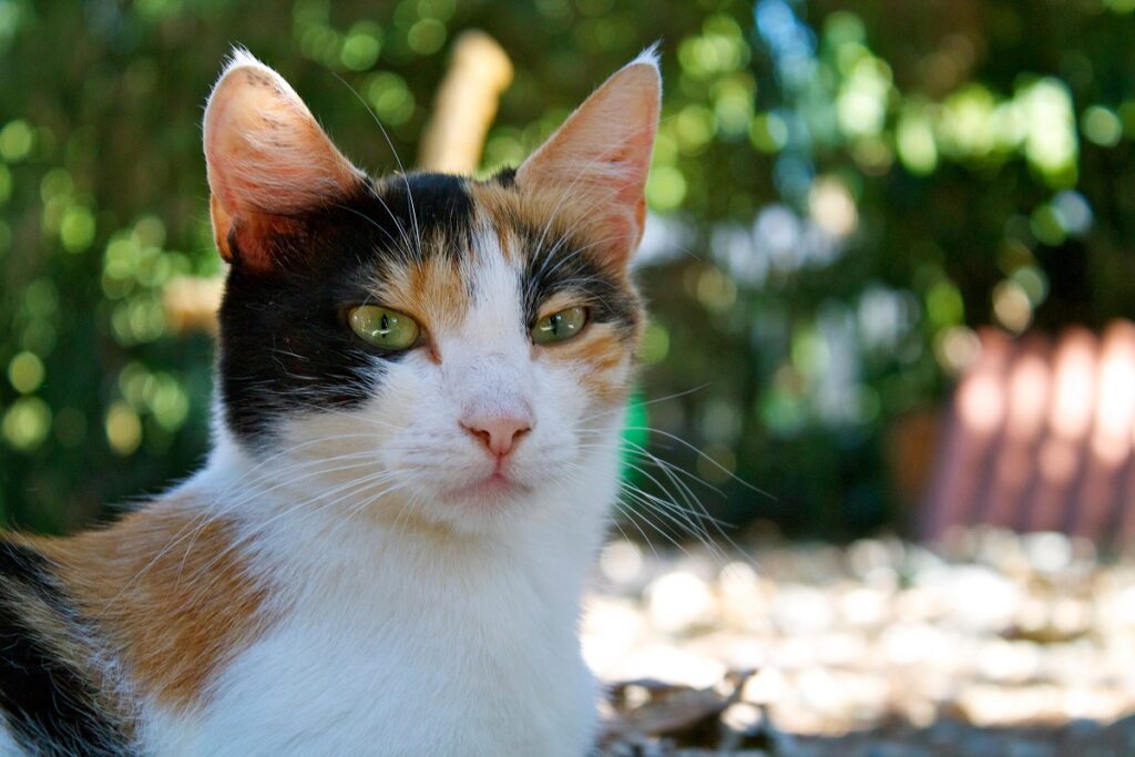 Primo  piano di un gatto di una colonia felina
