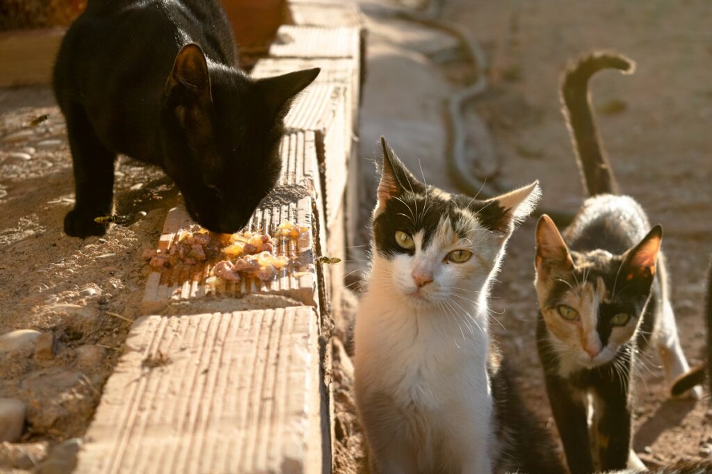 Alcuni gatti di una colonia felina