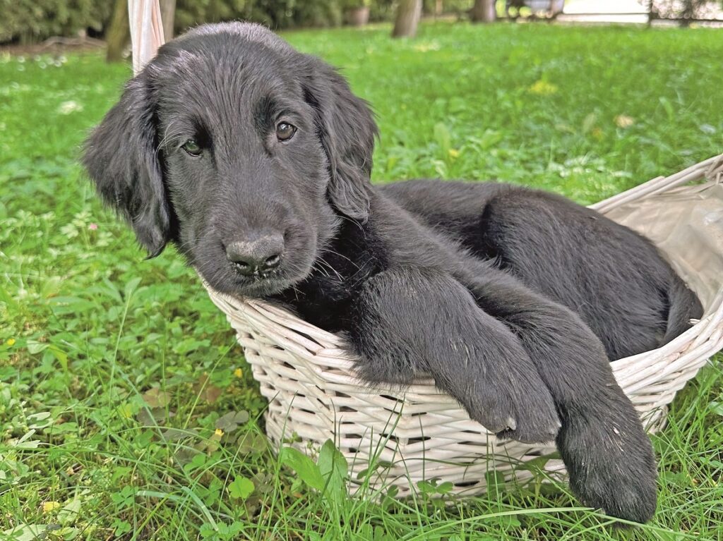 È in arrivo un cucciolo di cane