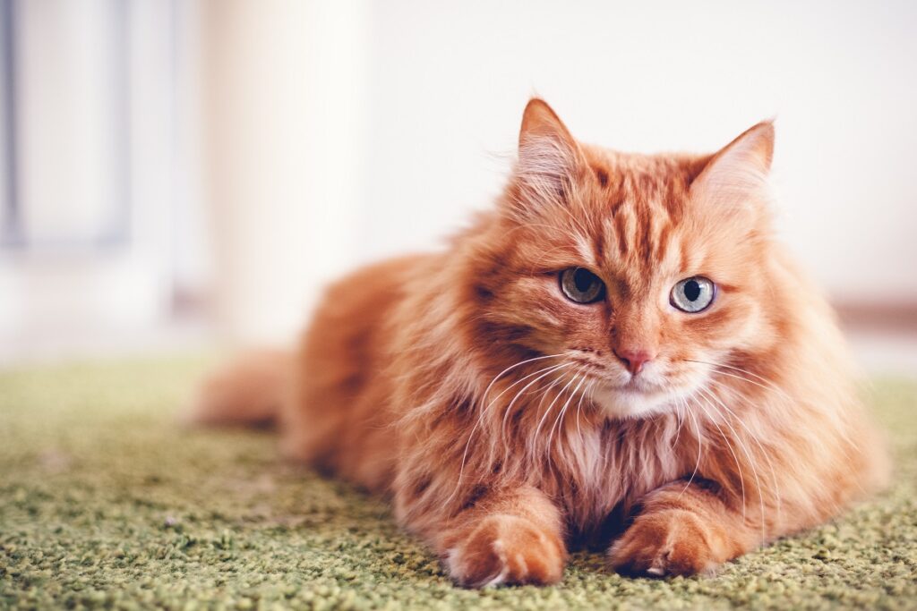 Un gatto dal pelo lungo e rosso in casa