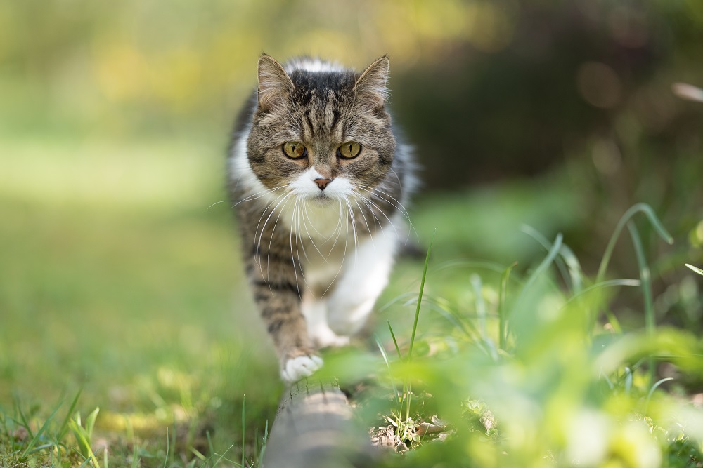 Giornata del gatto: si celebrano tutti i gatti, domestici e selvatici come questo che cammina in un prato