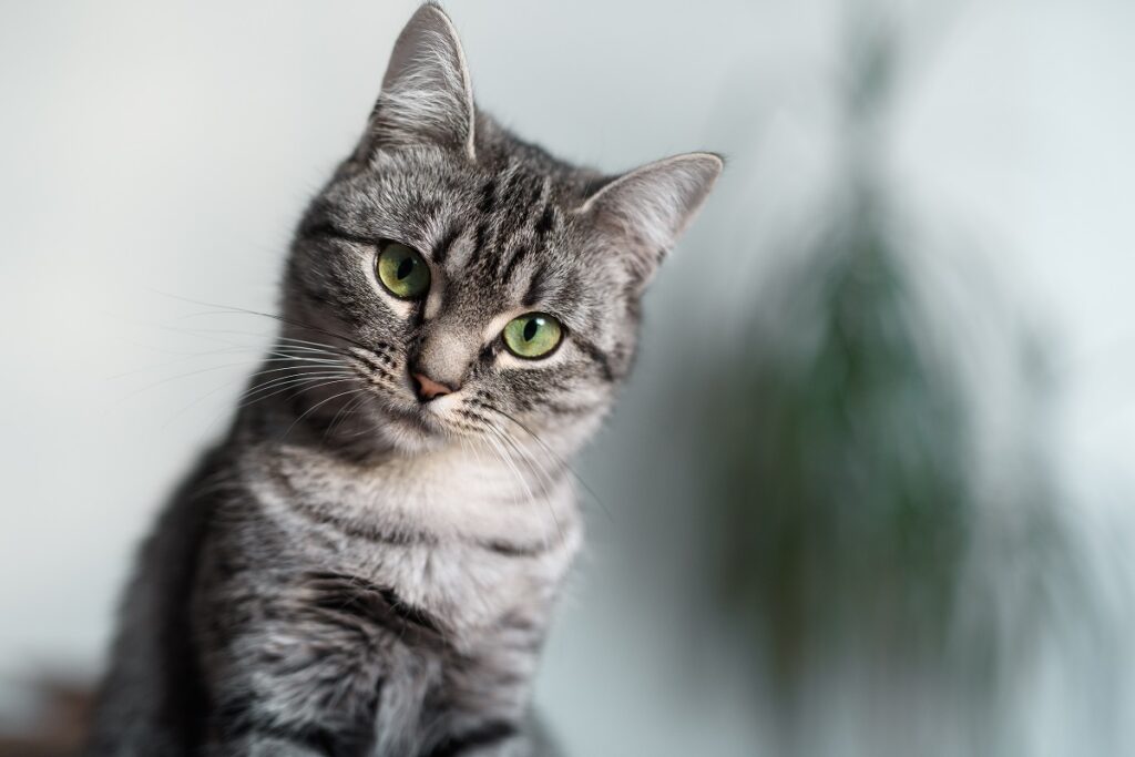 Un primo piano di un gatto tigrato dallo sguardo incuriosito