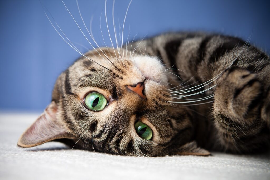 Un gatto tigrato dagli occhi verdi che si diverte a stare a testa in giù