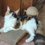 Carica e Vota - Ottobre 2025