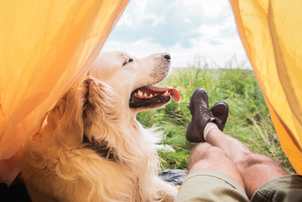 Un cane si riposa accanto al suo proprietario disteso sull'erba