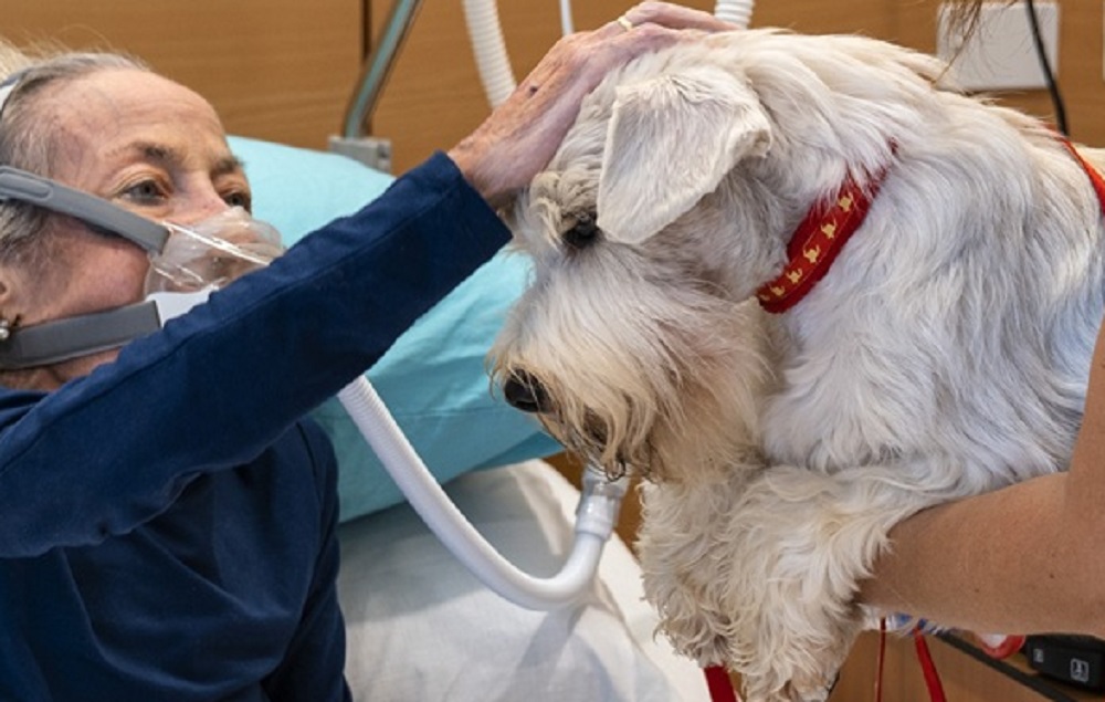Un cane usato per la pet therapy in hospice VIDAS