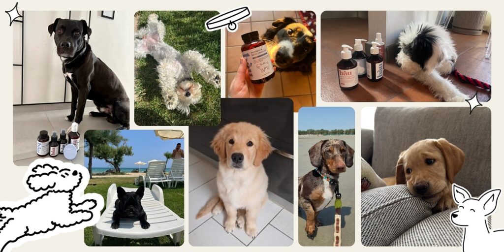 Alcuni prodotti di pet care pensati da Bau per i cani:  l'offerta dell'azienda si estende però anche ai gatti