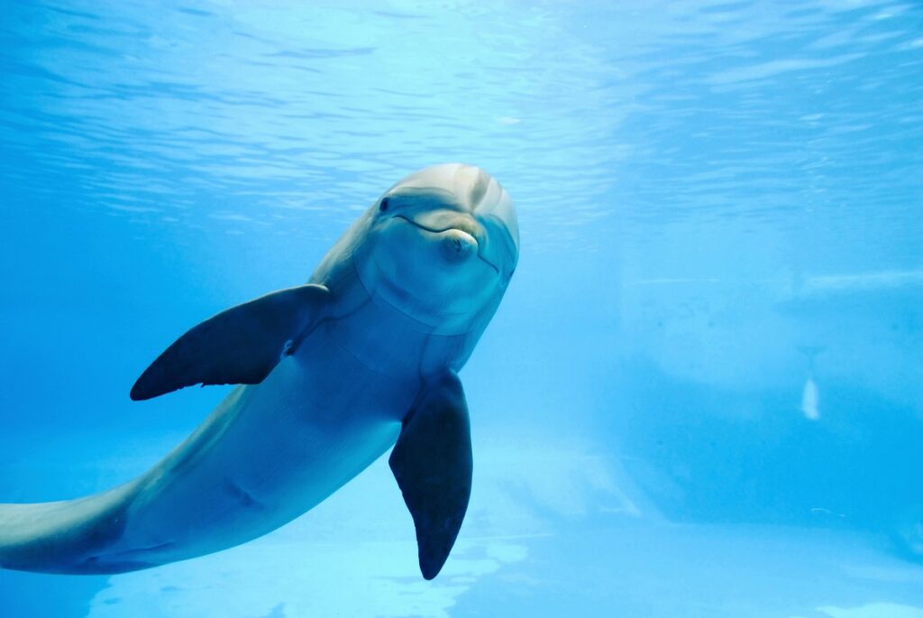 Un delfino nuota libero e sorridente nell'oceano