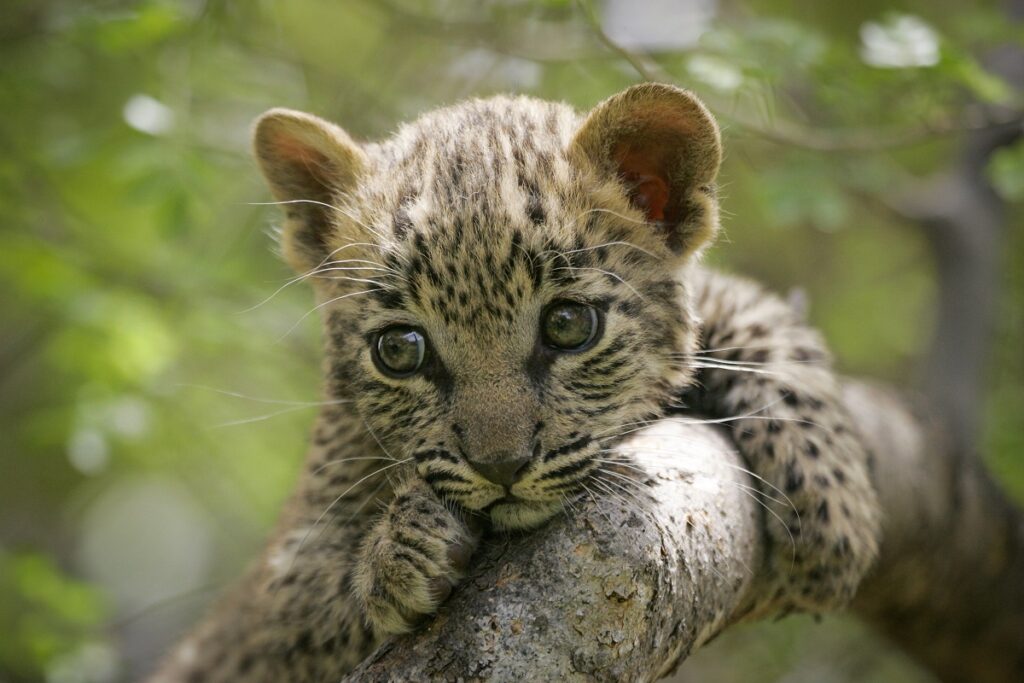 Un cucciolo di leopardo aggrappato a un ramo di un albero