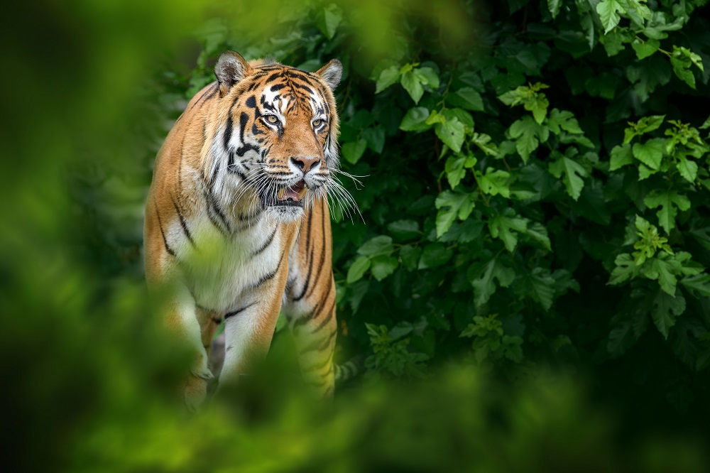 Giornata mondiale degli animali: una tigre in mezzo alla foresta