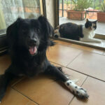 Carica e Vota - Novembre 2025