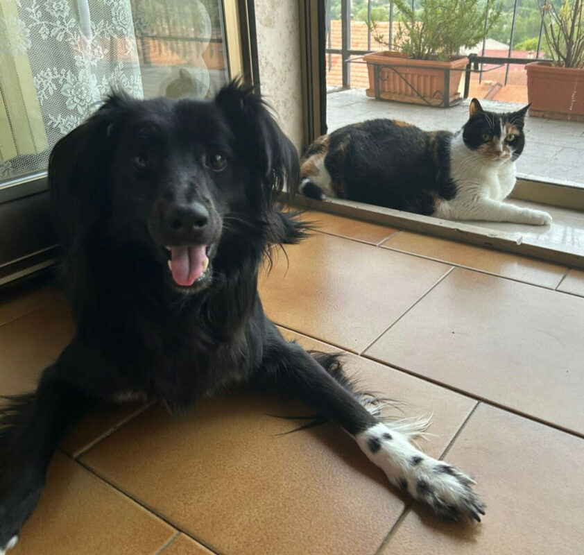 Carica e Vota - Novembre 2025