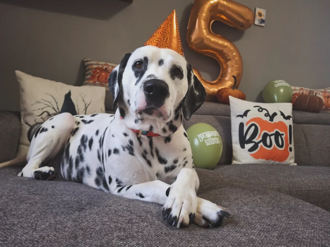 Carica e Vota - Novembre 2025