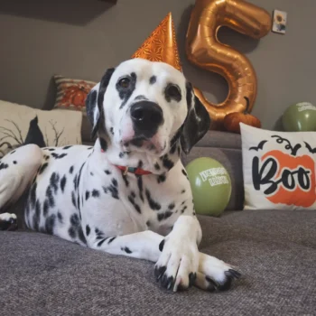 Carica e Vota - Novembre 2025