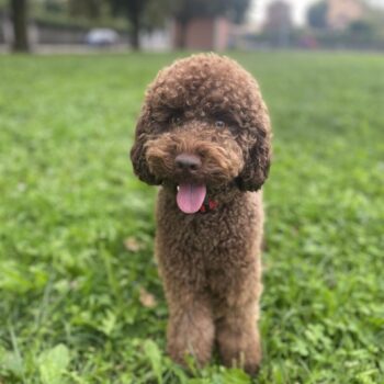 Carica e Vota - Novembre 2025