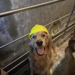 Carica e Vota - Novembre 2025