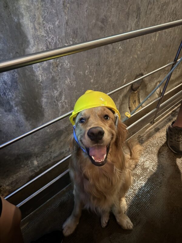 Carica e Vota - Novembre 2025