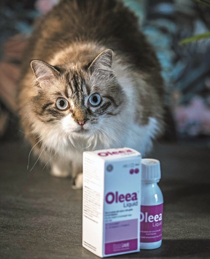 Un gatto in sovrappeso e il nuovo alimento complementare Oleea LIquid di Innovet