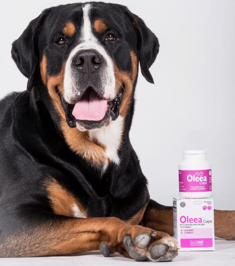 Un cane con il nuovo alimento complementare Oleea Caps di Innovet