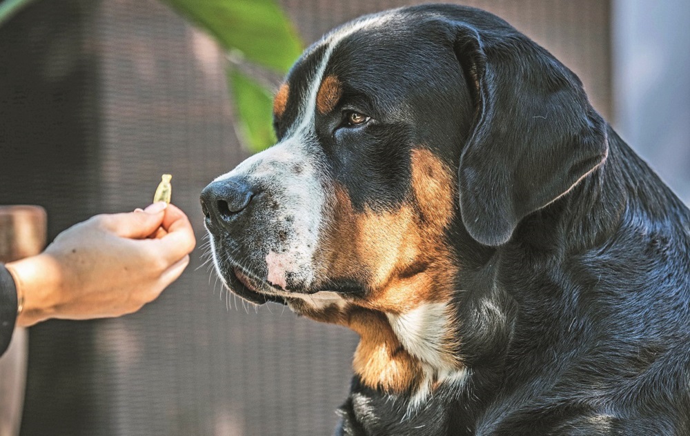 Un proprietario dà da mangiare al proprio cane