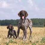 Una mamma Kurzhaar e il suo cucciolo all'aperto