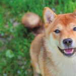 Uno Shiba seduto su un prato