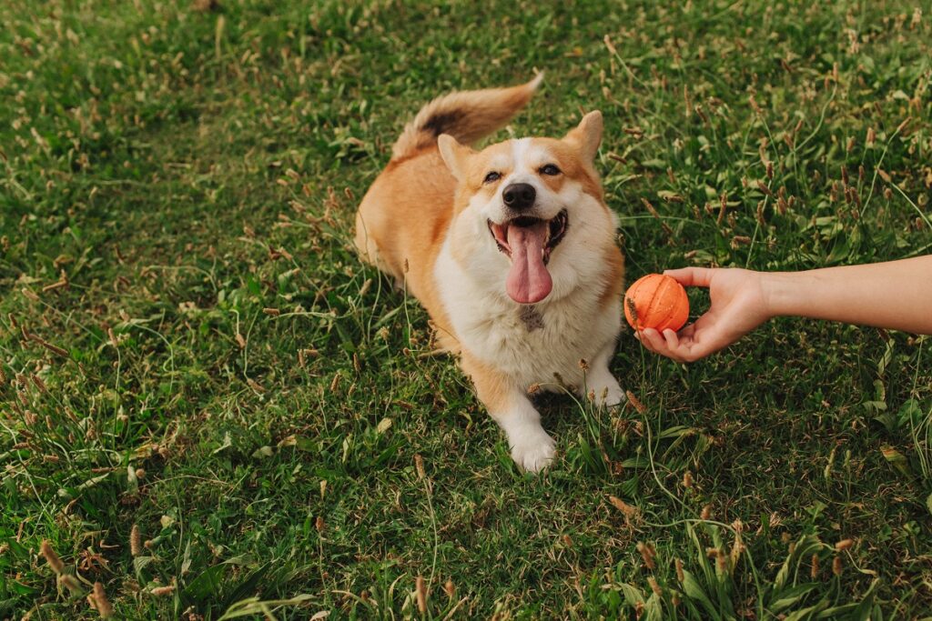 Una donna al parco con il suo cane lo fa giocare con una pallina