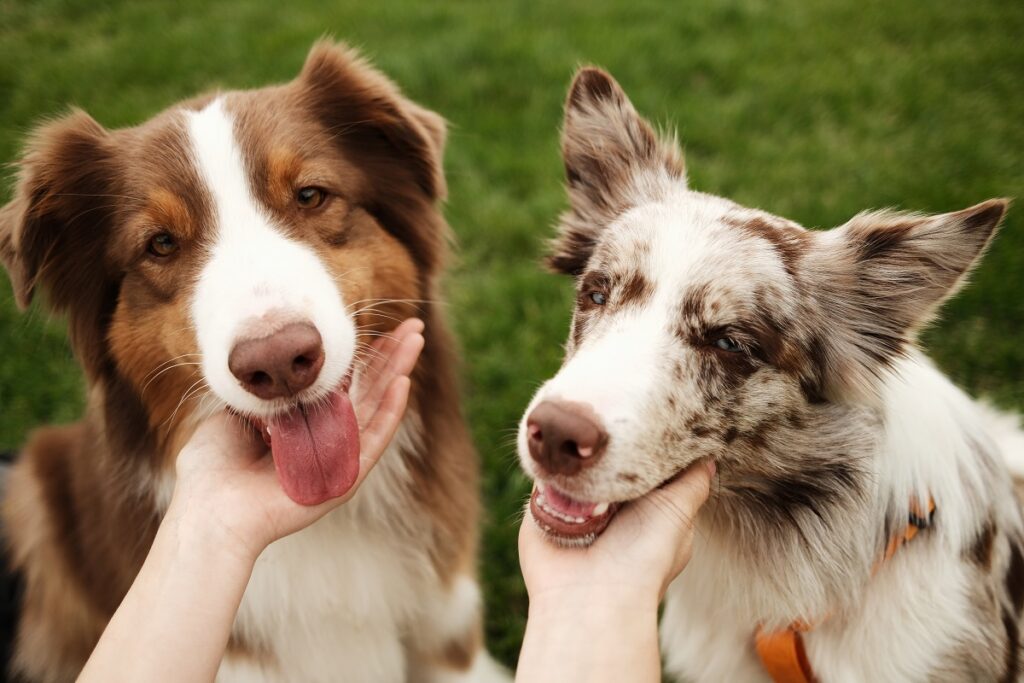 Una proprietaria accarezza i suoi due cani mentre è fuori al parco