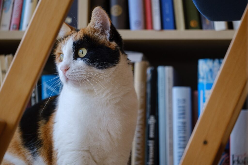 Gatti di biblioteca, la storia della micia Teresa a Ravenna