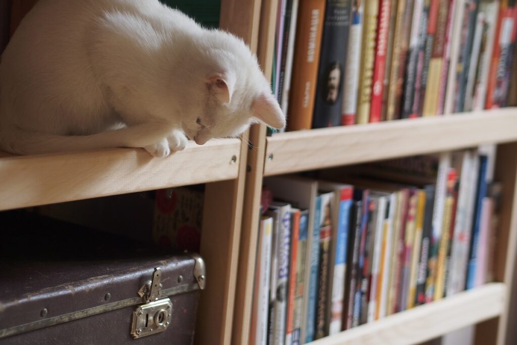 Gatti di biblioteca, la storia della micia Teresa a Ravenna