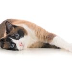 Un esemplare di Snowshoe disteso