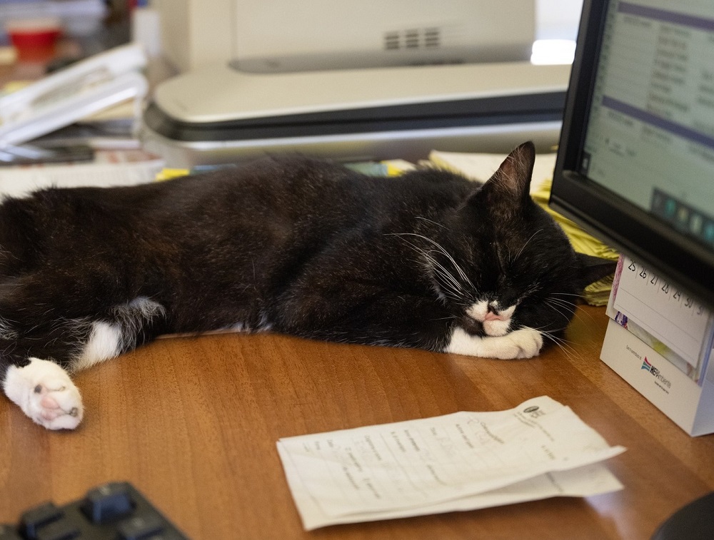 Gatti di biblioteca: ecco Teresa alla Classense di Ravenna