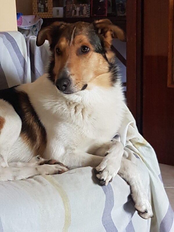 Carica e Vota - Dicembre 2025