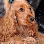 Carica e Vota - Dicembre 2025