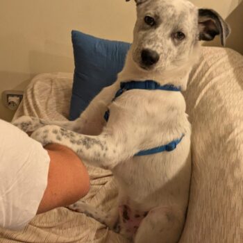 Carica e Vota - Dicembre 2025