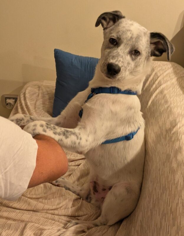 Carica e Vota - Dicembre 2025