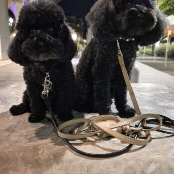 Carica e Vota - Dicembre 2025