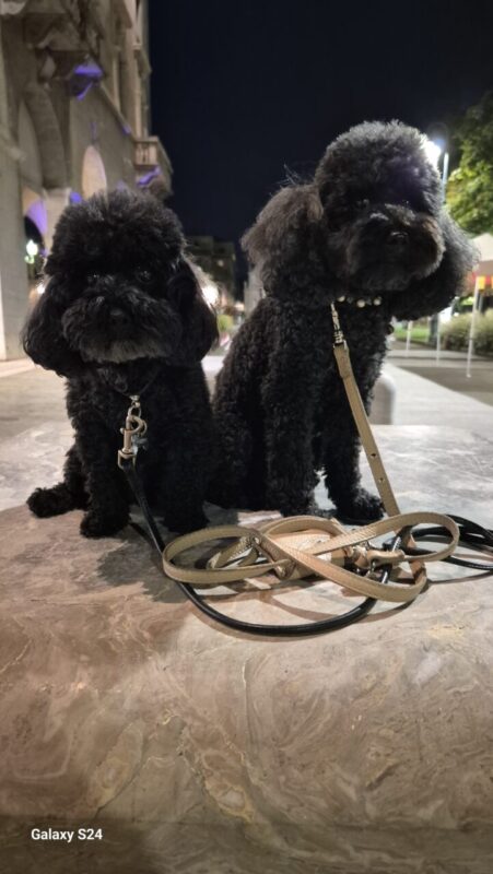 Carica e Vota - Dicembre 2025