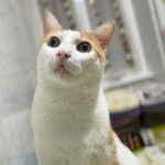 Carica e Vota - Dicembre 2025