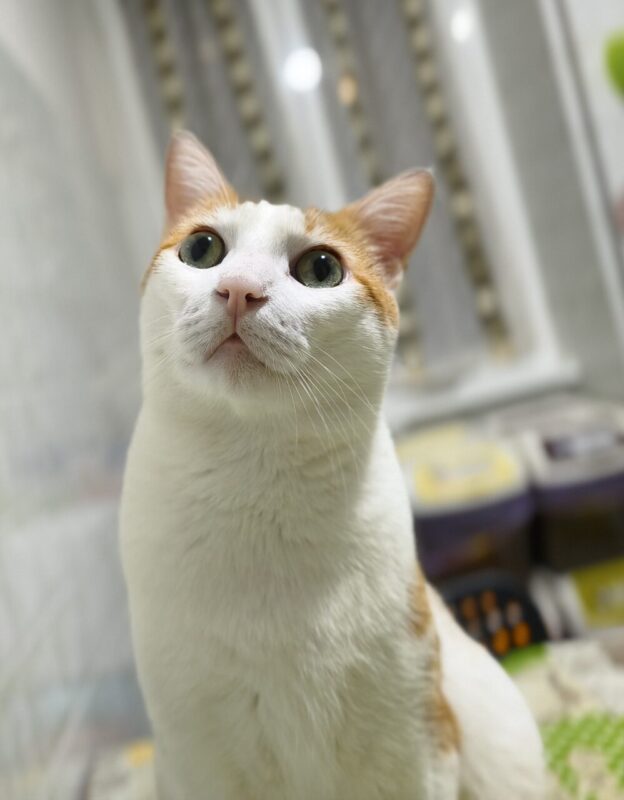 Carica e Vota - Dicembre 2025